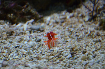 A horizontal macro shot of aquarium small cherry shrimp close-up