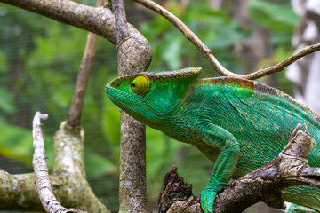 Colorful chameleon on a branch in a national park on the island of Madagascar