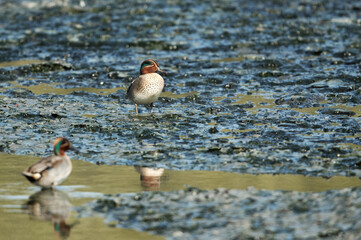 Eurasian Teals  at Tubli, Bahrain