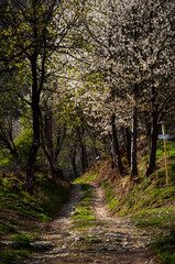 Path in the woods with apple blossom trees in spring, Brdárka Slovakia