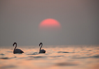 Greater Flamingos and the sunrise, Asker, Bahrain