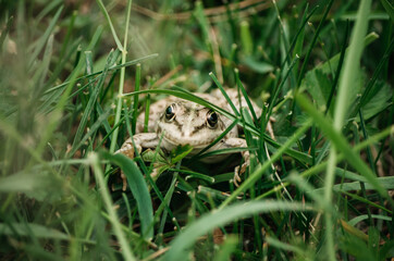 Patterned frog sitting on the grass close up
