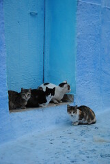 chefchaouen 