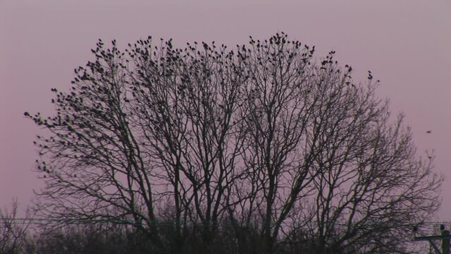 Starling birds burst from a tree in fright and shock 