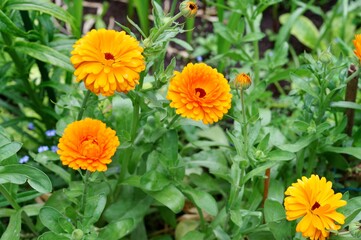 Ringelblumen