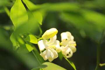 murraya paniculata, orange jasmine