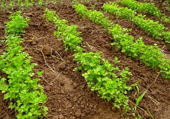 sprouting parsley in a vegetable garden