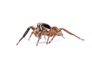 jumping spider isolated on white background.