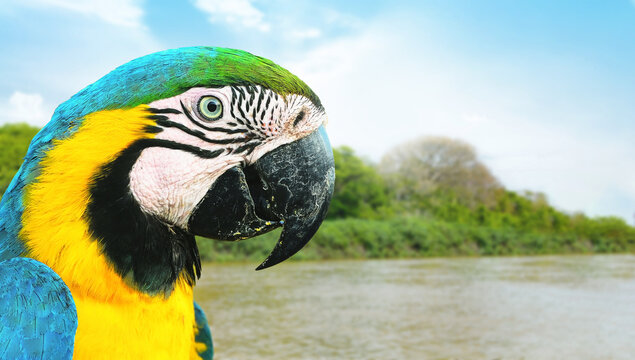 Blue and yelllow macaw of the Brazilian Pantanal. Wild bird known as Arara Caninde. Bird on a nature background.