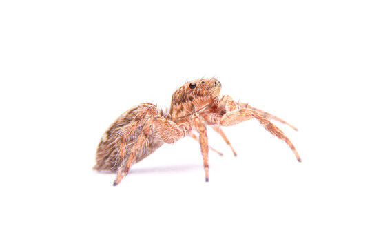 jumping spider isolated on white background.