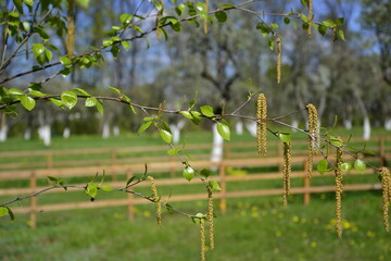 Birch branch with young leaves and catkins.