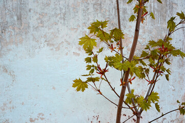 Young maple against a white stone wall.