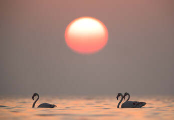 Naklejka na ściany i meble Greater Flamingos wading in the morning during sunrise, Asker, Bahrain