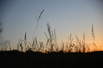 Des plantes au coucher de soleil