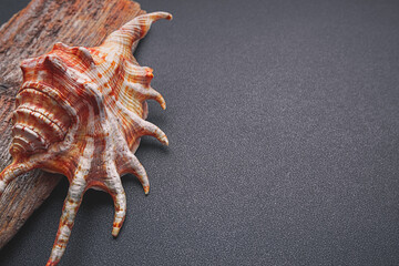 Sea shell on a dark background, flat lay