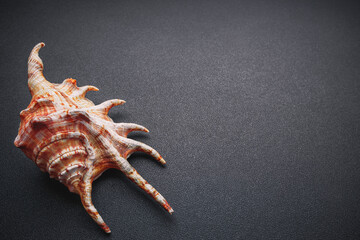 Sea shell on a dark background, flat lay