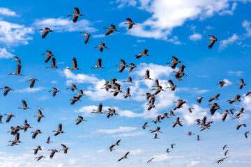 A group of sandhill cranes flying in the clear blue sky. in the morning light.at Nong Han Kumphawapi Lake
