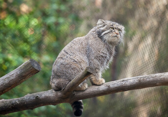 Portrait of one cute adult Manul (The Pallas's cat or Otocolobus manul). Wild cat is standing on branch