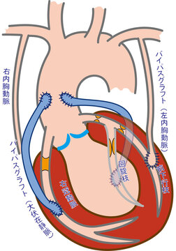 anatomy of the human heart