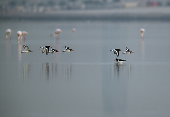 Oystercatchers flying at Eker creek, Bahrain