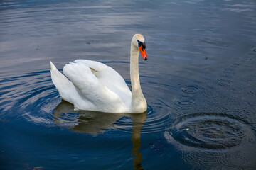 Swan