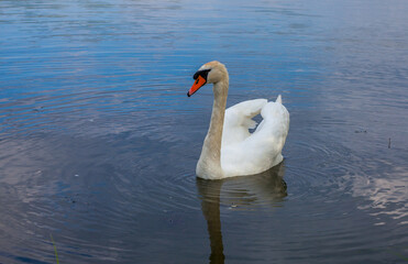 Swan