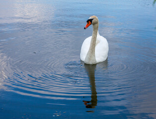 Swan