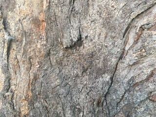 grain age tree trunk