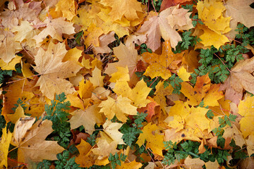 Autumn colorful leaves in the park on the ground. Top view on maple leaves of red, yellow and green.