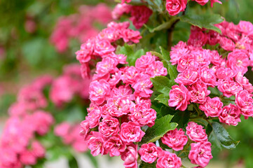 Branch with pink apple flowers. Flowering apple tree close-up