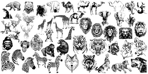 50 hand drawn wild animals. Vector isolated on a transparent background. Separate layers