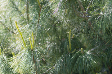 Fresh young pine buds. Branches of common pine close up