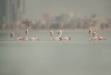 Fototapeta premium Greater Flamingos Eker creek, Bahrain