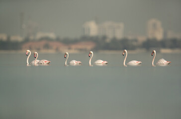 Greater Flamingos at Eker creek, Bahrain