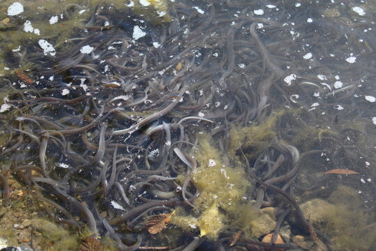 Glasaale im Wasser