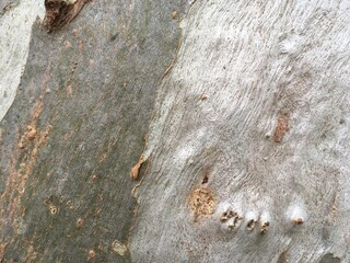 silver strip tree bark