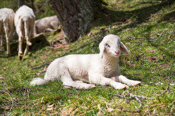 Cute little lamb resting in a shadow of tree.