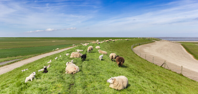 Panorama of a herd of sheep on a dike at the wadden sea in Friesland, Netherlands