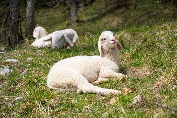 Fototapeta premium Cute little lamb resting in a shadow of tree.