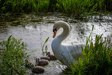 A mute swan and her young cygnets feeding in a stream