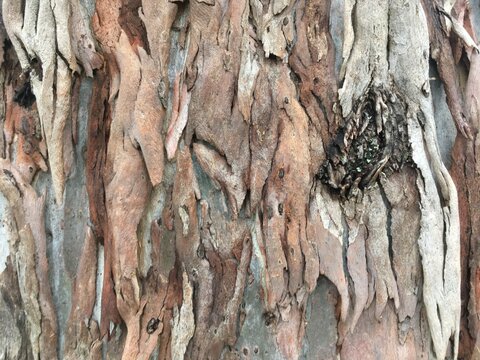 ribbon tree bark