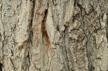poplar bark