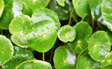 close up of green plant