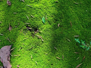 Green moss on concrete floor