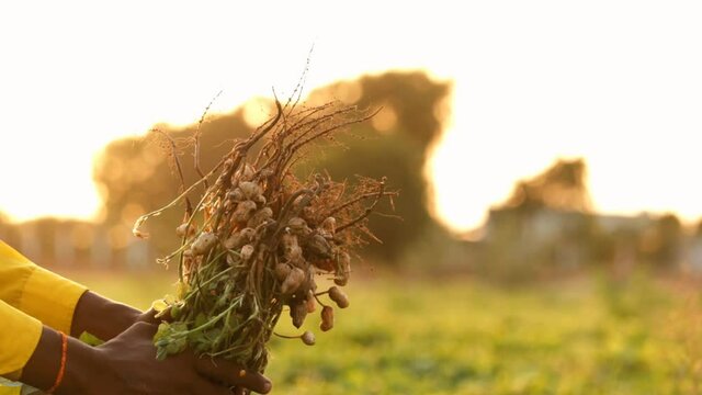
farmer to pull peanut tree or plants,green peanuts plants with roots. peanuts plants with roots, selective focus without noise,hand farmer harvesting peanut in the field, 
