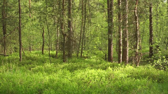 Light breeze wind in beautiful green trees at sunny day. Qualitative 4k video with voices of birds.