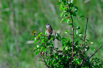 Dorngrasmücke in der Oberlausitz	