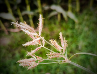 wild flowers in the grass