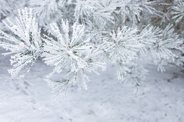 A close up view of a frozen pine tree branches in cold european winter.