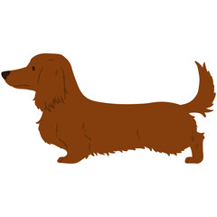 Flat colored red Miniature Dachshund long hair